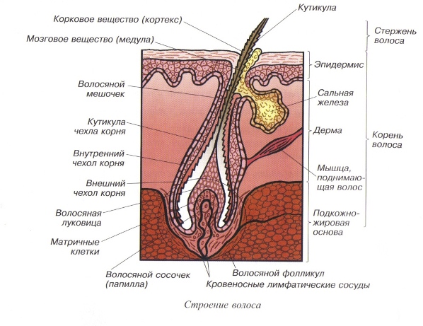 Строение волоса